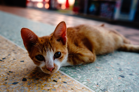 A cat with orange feathers sleeps in one of Thailand's temples.の写真素材
