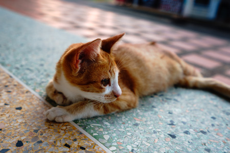 A cat with orange feathers sleeps in one of Thailand's temples.の写真素材