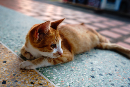 A cat with orange feathers sleeps in one of Thailand's temples.の写真素材