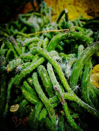 Kleinia pendula, also known as Senecio pendulus, is a creeping succulent with green patterned stems and showy, red flowers.の写真素材