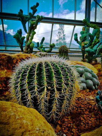 Closeup image of Golden barrel cactus (echinocactus grusonii) (Echinocactus). Quills and prickly cactus spines. Very dangerous succulent plant.の写真素材