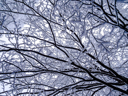 Tree branches covered with hoarfrost in winterの写真素材