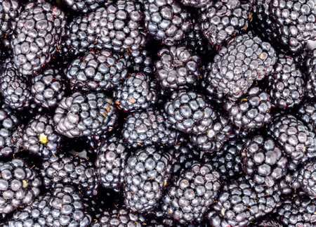 Blackberries background. Top view. Close-up. Macro.の写真素材