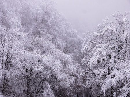 Tree branches covered with hoarfrost in winterの写真素材