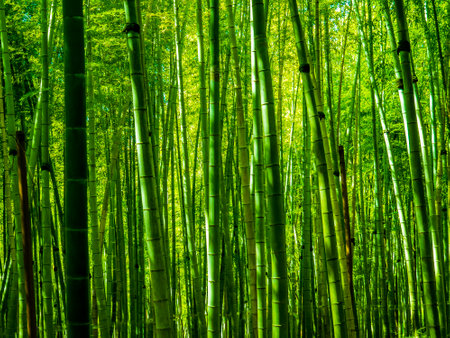 bamboo forest near black sea coastの写真素材