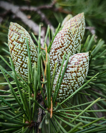 close up small group of young green pine cones on the tree branch.の写真素材