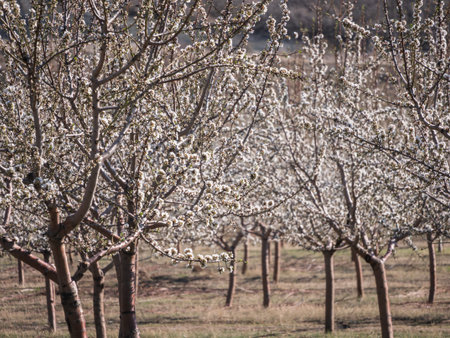 Blossoming orchard under clear blue sky