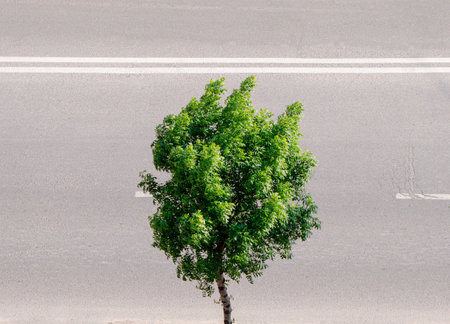 A lush green tree grows by the roadsideの写真素材