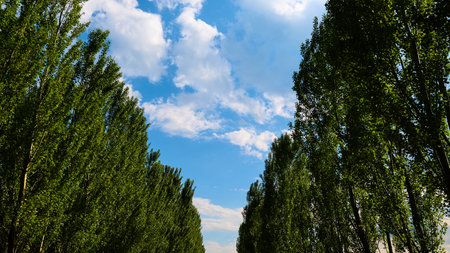 Tall trees frame a clear sky filled with white clouds, creating a tranquil view.の写真素材