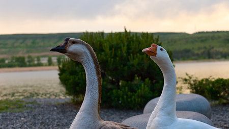 Two geese explore the grassy edge of a tranquil lake at duskの写真素材