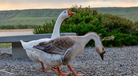 Two geese explore the grassy edge of a tranquil lake at dusk