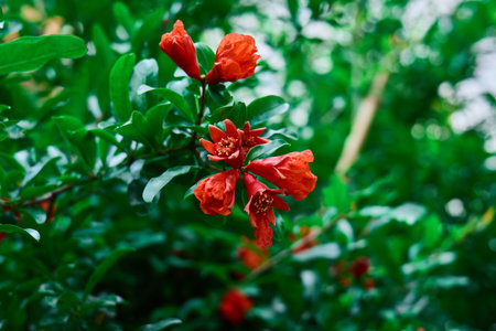 Bright pomegranate flowers bloom among lush green leaves, showcasing beautyの写真素材