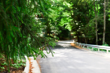 A peaceful road curves through a vibrant green forestの写真素材