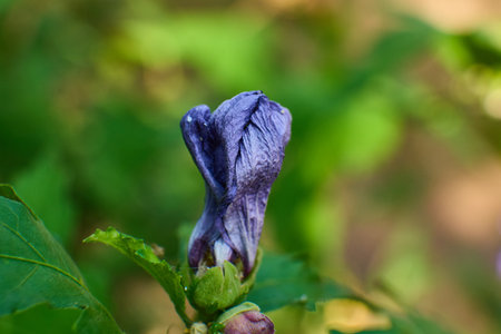 Close-up view of a distinct purple flower bud among foliageの写真素材