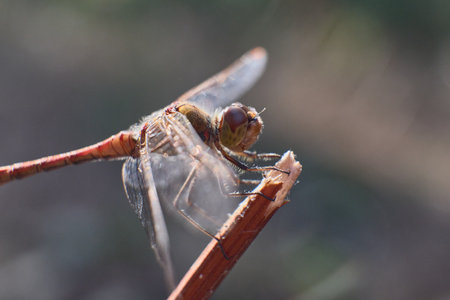 Close-up of dragonfly resting on a twig in nature. High quality photoの写真素材