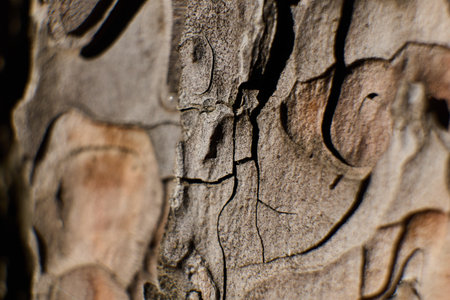 Detailed view of rough tree bark showcasing unique texturesの写真素材