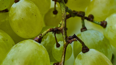 Fresh green grapes glistening with water dropletsの写真素材