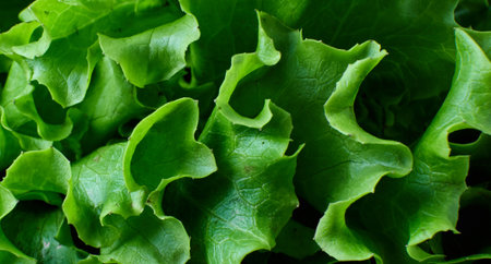 Fresh green lettuce leaves close up. High quality photoの写真素材