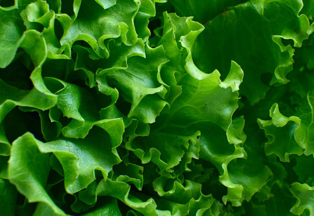 Fresh green lettuce leaves close up. High quality photoの写真素材
