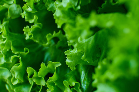 Fresh green lettuce leaves close up. High quality photo
