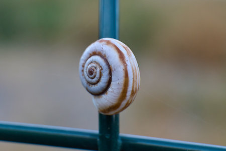Snail on green fence postの写真素材