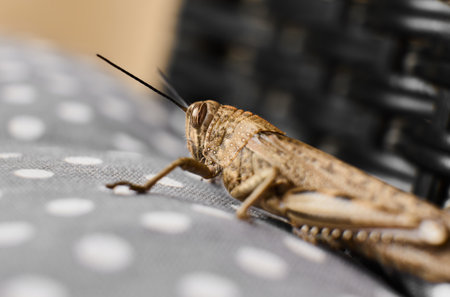Grasshopper rests quietly on a dotted fabric surfaceの写真素材