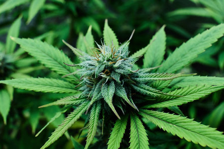 Close up of a cannabis plants green leavesの写真素材