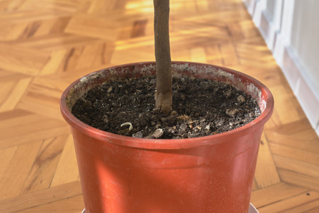 A young plant is sprouting in pot on a wooden floorの写真素材