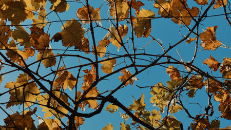 Yellow and orange leaves stretch across a blue skyの写真素材