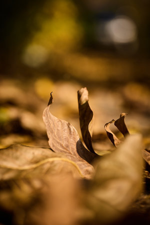 Close view of dried leaves on the ground in fallの写真素材
