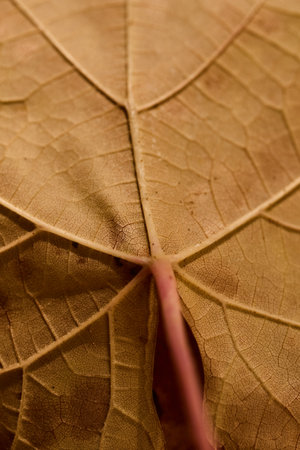 Detailed look at dry leaves with visible veins and patternsの写真素材