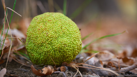 Maclura pomifera or osage orange close up. High quality photoの写真素材