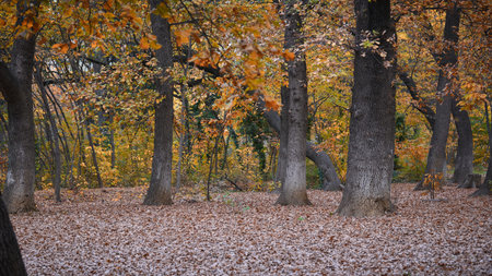 Colorful leaves cover the ground in a wooded area.