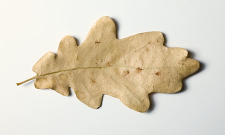 A dried oak leaf lays flat on a white surface.の写真素材