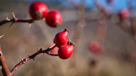 Vibrant red berries grow on a thorny plant during daytime.の写真素材
