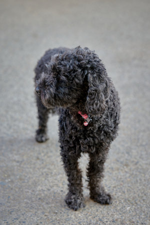 A small black dog with curly fur stands outside.の写真素材