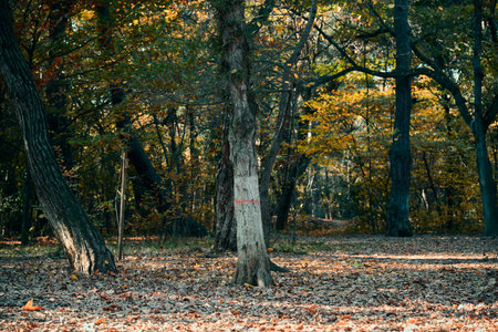Tall trees in a serene, colorful autumn forest.の写真素材