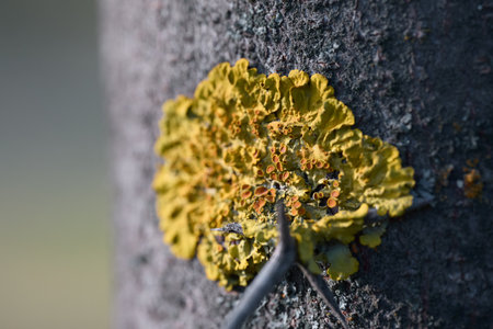 Bright yellow lichen on tree bark in a forest environment.の写真素材