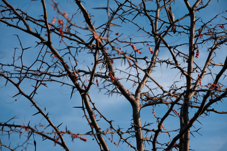 Thorny tree branches reach out toward the bright blue sky.の写真素材