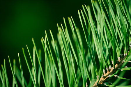 Close-up of green pine needles on dark backdrop.の写真素材