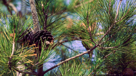 A pine cone rests on a branch surrounded by green needles.の写真素材