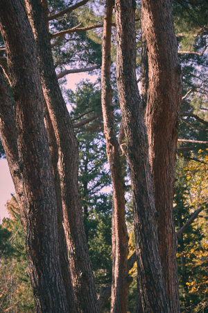 Beautiful tall trees rise in a calm forest area.の写真素材