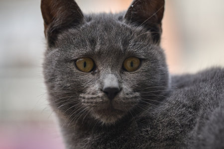 A gray cat looks at the camera with bright eyes.の写真素材