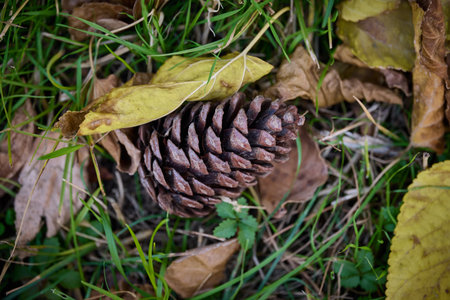 A pine cone lies on the ground surrounded by leaves.の写真素材