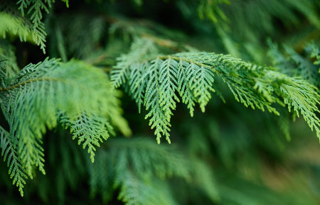 Detailed view of lush green conifer leaves outdoors.の写真素材