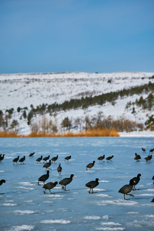 A flock of black waterfowl (Fulica atra) walking on the surface of a frozen ice lake in winterの写真素材