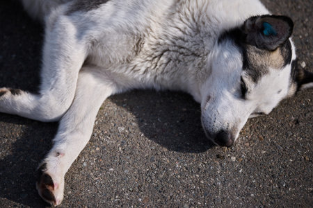 A white and black stray dog with an ear tag resting on cold asphalt during a sunny winter day
