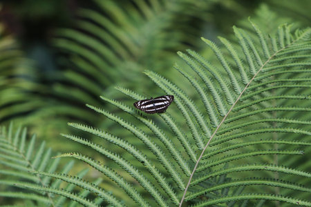 butterflyの写真素材