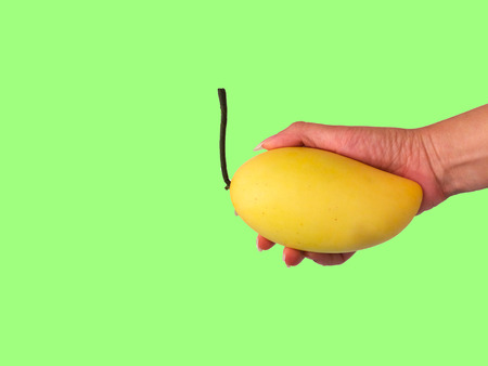 Mango For You Hand with Mango with Copy Space on Green Background for Natural Feeling used as Templateの写真素材