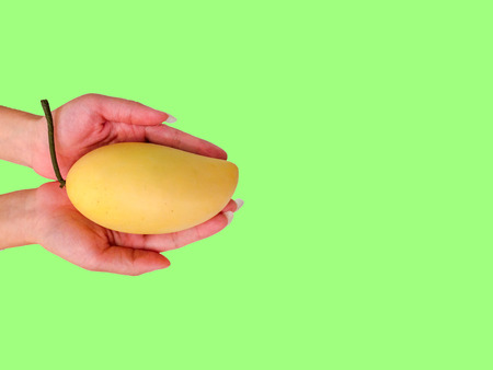 Mango For You Hand with Mango with Copy Space on Green Background for Natural Feeling used as Templateの写真素材